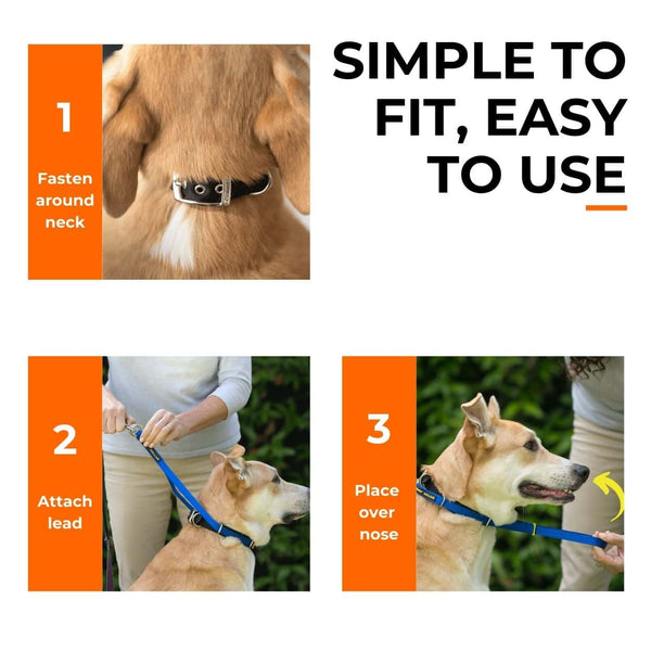 How to fit a Canny Collar in 3 steps