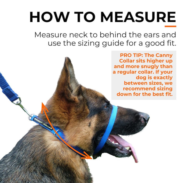 German Shepherd dog wearing blue head collar; arrows show how to measure neck behind ears for accurate sizing.
