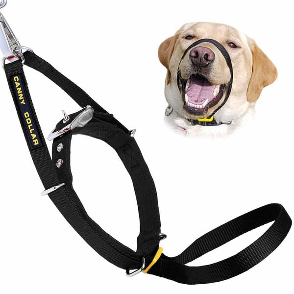 Black Canny Collar head collar next to happy Labrador wearing it comfortably around snout and neck.