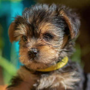 A young puppy that has been chosen by new owners
