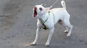 Small, white dog barking and being reactive on a lead