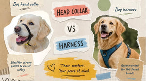 Dog headcollar versus dog harness comparison showing a Golden Retriever wearing a headcollar and another wearing a harness, with notes on suitability for strong pullers and flat-faced breeds.