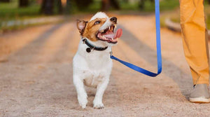 Small brown and white puppy walking on blue lead next to owner on country road