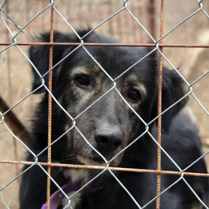 A dog behind a wire fence in a canine rescue centre looking for adoption