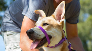 Medium sized dog wearing a purple Canny Collar during walking training on lead