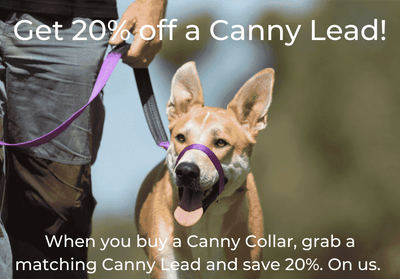 Dog walking on Canny head collar with discount offer