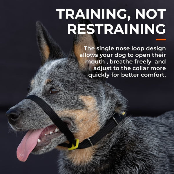 Black and tan dog wearing black head collar, showing breathable nose loop for comfort and stress-free training.