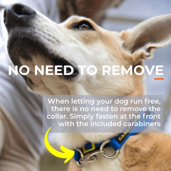 Dog head collar clipped at front with carabiner, showing feature for off-lead use without removing the collar.