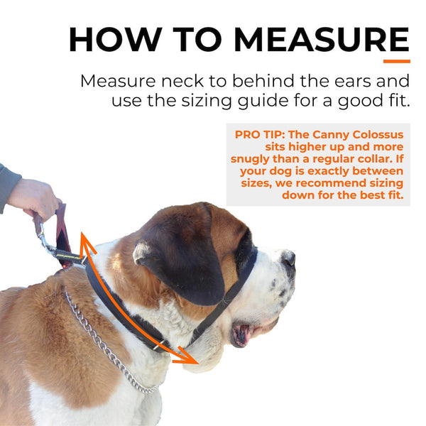 St Bernard wearing black dog head collar; arrows show how to measure neck to behind ears for accurate sizing.