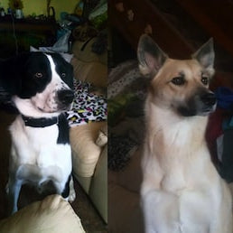 Two dogs sitting side by side
