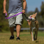 Man training a dog to walk using a head collar