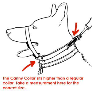 Illustration with red arrows showing the correct place to measure a dog's neck for the correct fit of head collar.