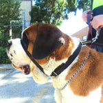 St Bernard wearing Canny Colossus head collar