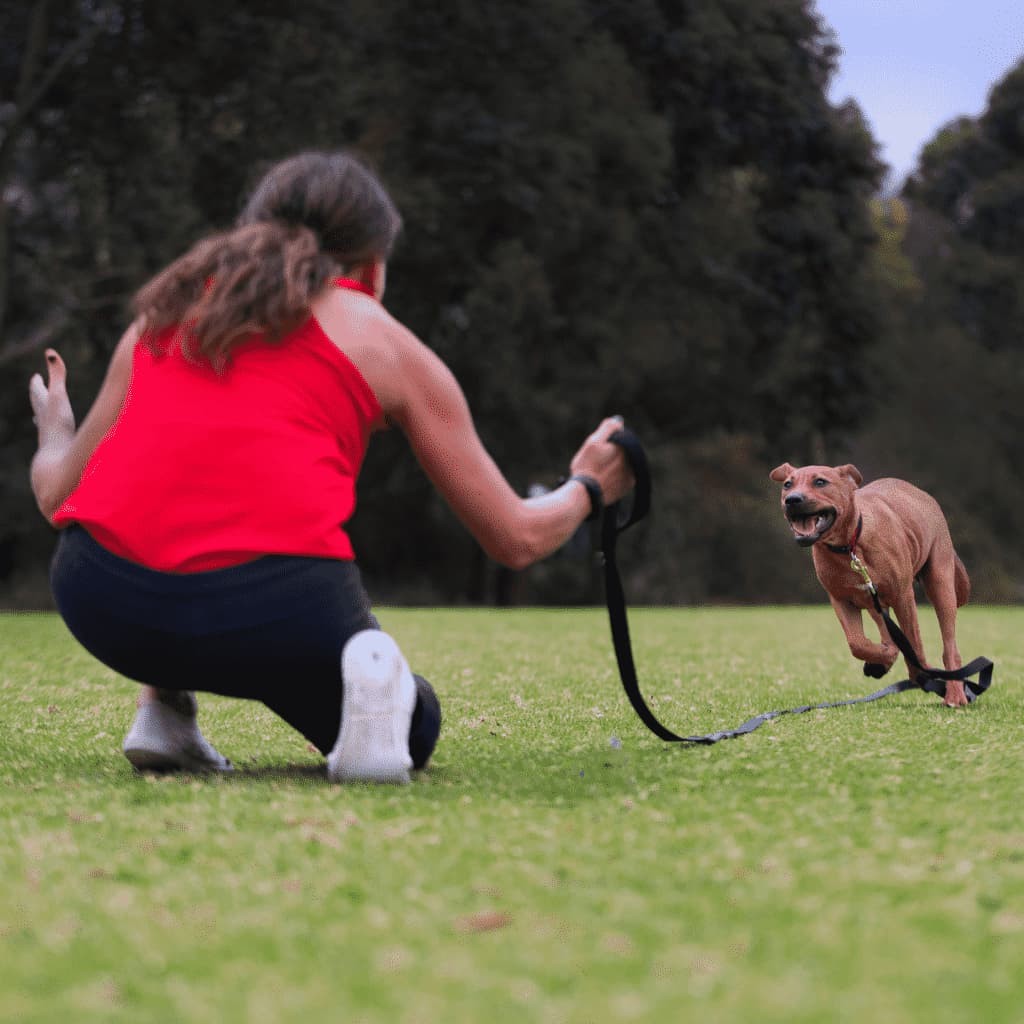 Puppy lead training hot sale