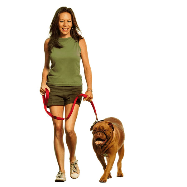 Woman training mastiff to walk using Canny Colossus head collar and lead